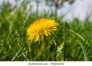 Dandelion in the grass. Yellow dandelion flower. Green grass. Close-up. Spring Green. Spring mood. - Shutterstock ID 1950501952