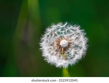 Dandelion at green background. Freedom to wish. Hope and dreaming concept. Blue sky and a white ball of dandelion seeds from which were carried from the wind. Dandelion's fluff closeup. - Powered by Shutterstock