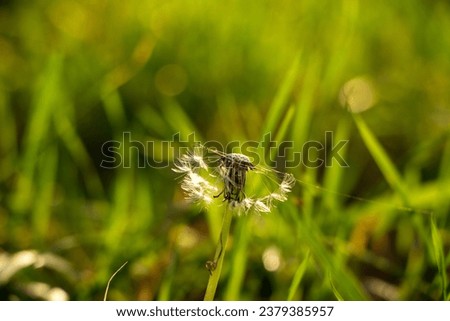 Dandelion in green grass with a spider web
