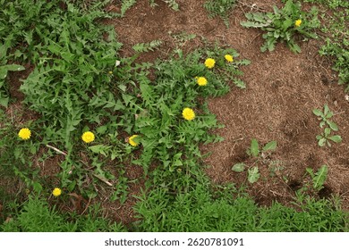 Dandelion growing on a lawn.