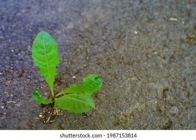 Dandelion Growing Straight Through Asphalt, Agains The Odds