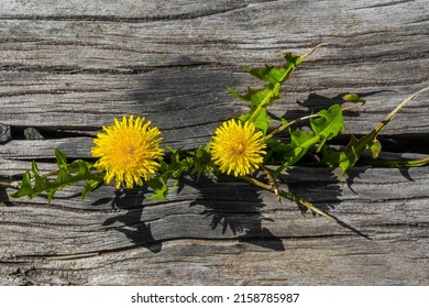 Dandelion Growing Through An Old Wooden Beam