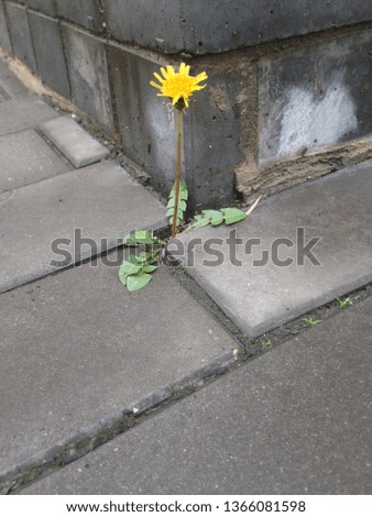 Similar – Image, Stock Photo search picture Summer