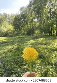 Dandelion in hand close up