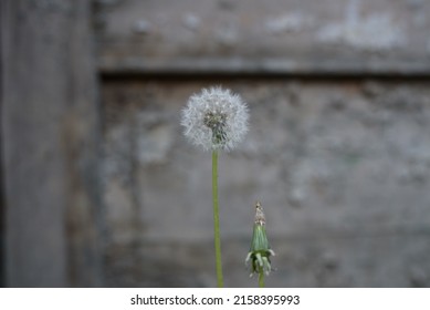 Dandelion isolated on gray wood background. Dandelion isolated against a gray wooden wall. Close up of a dandelion. Selective focus zoom.