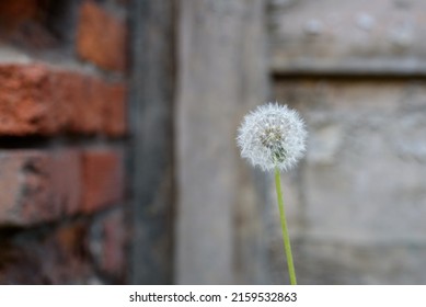 Dandelion isolated on gray wood background. Dandelion isolated against a gray wooden wall. Close up of a dandelion. Selective focus zoom.