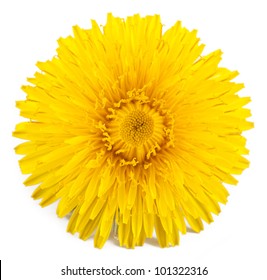 Dandelion. Isolated On A White Background