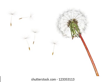 Dandelion Isolated On White Background