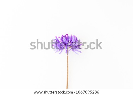 Similar – Foto Bild Allium isoliert auf weißem Hintergrund