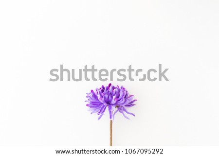 Similar – Allium isolated on white background