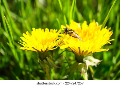 Dandelion or dandelion, also known as dandelion, with a bee on the flower. Yellow petals on your green meadow. Nature photo - Shutterstock ID 2247247257