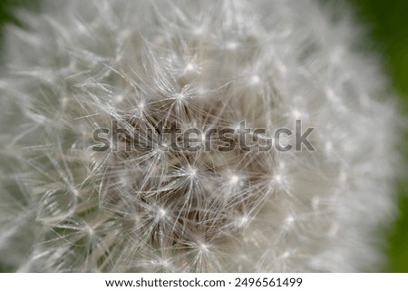 dandelion light in full bloom