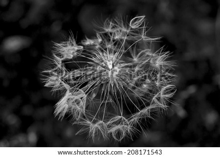 Similar – Foto Bild Nahaufnahme einer Fliederblüte von Globularia alypum mit Sonnenuntergangslicht in der Natur