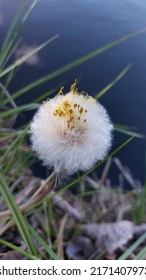 Dandelion Looks Like A Queen With A Crown