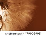 Dandelion. Macro