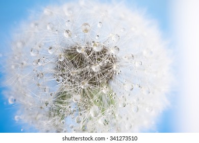dandelion macro