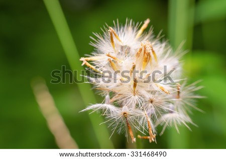 Dandelion macro