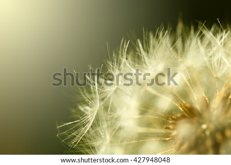 dandelion macro