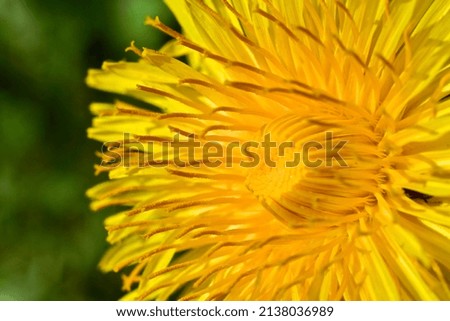 Similar – Image, Stock Photo 20.04.09 Plant Flower