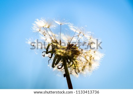 dandelion macro contrastly