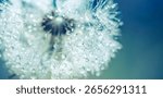 Dandelion macro, dew drops, soft blur, blue green background, beautiful nature, dreamy detail, botanical closeup, lush tones, peaceful floral, summer plant, artistic nature, fresh natural relax scene