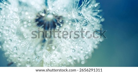 Dandelion macro, dew drops, soft blur, blue green background, beautiful nature, dreamy detail, botanical closeup, lush tones, peaceful floral, summer plant, artistic nature, fresh natural relax scene