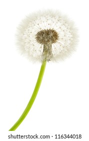 dandelion macro isolated on white background