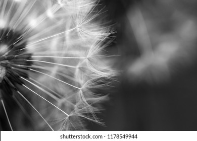 Dandelion macro photography on white i black - Powered by Shutterstock
