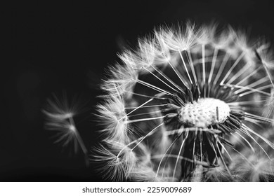 Macrofotografía Dandelion en blanco