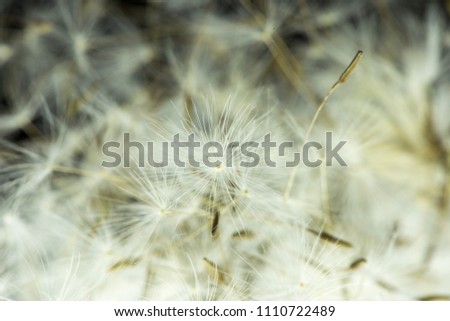 Similar – wheat field Wheat