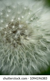 Dandelion macro view.