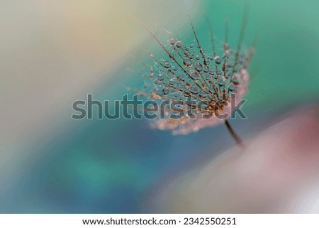 Similar – Foto Bild Herbstmohn Natur Pflanze