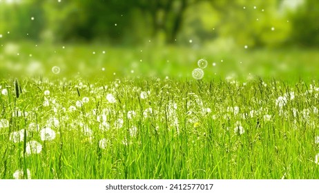 dandelion meadow with rising blowballs in the air, fresh green nature scene pollination concept with blurred background and copy space for pollen allergy season
