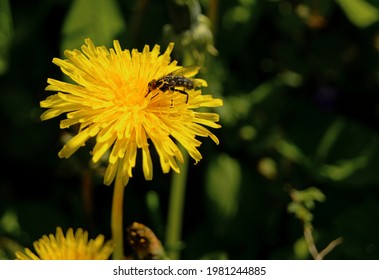 蒲公英 の写真素材 画像 写真 Shutterstock