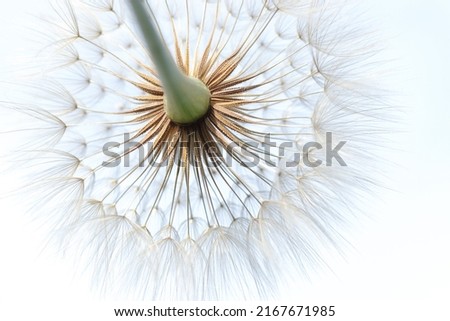 Dandelion on a background of bright sky. Dandelion abstract background. Freedom to Wish.  Shallow depth of field. Abstract dandelion flower background. Seed macro closeup.