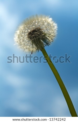 Similar – Nose cleaner? Flower Grass