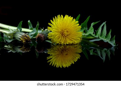 Dandelion on a black background with reflection