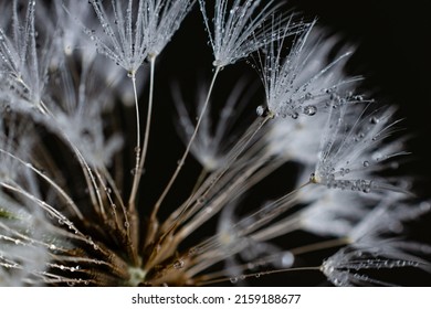 Dandelion on black background with waterdrops on it makro shooting