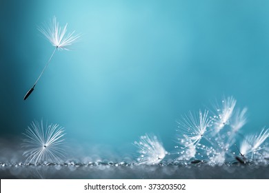 Dandelion on blue background closeup