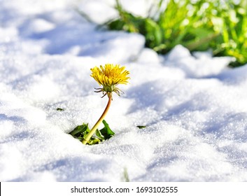 dandelion on on a fresh snow in april   - Powered by Shutterstock