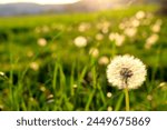 Dandelion on Grass Field with Dandelions in Background