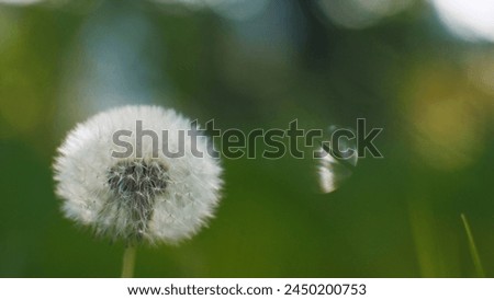 Dandelion on a green background with sun rays. Blooming white dandelion. Fluffy flower