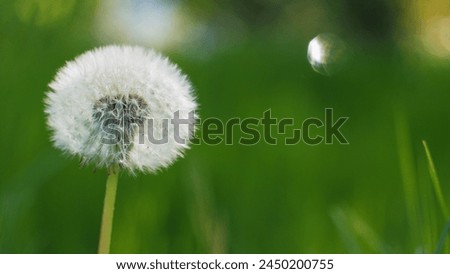 Dandelion on a green background with sun rays. Blooming white dandelion. Fluffy flower