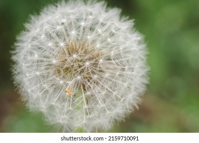 dandelion on a green blurred, natural background, macro