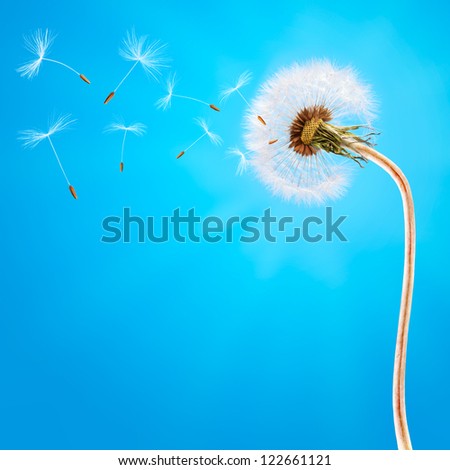Dandelion on the long stem and on the blue sky. Seeds flying away with the wind