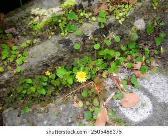 A dandelion on the stone steps in the sacred area in Kumano-kodo, Wakayama, Japan - Powered by Shutterstock