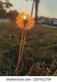 Dandelion On Sunset Glowing With Warm Light. Nature Beauty And Calmness 