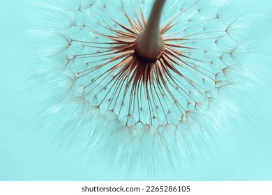 Dandelion on a Turquoise background. Freedom to Wish. Abstract dandelion flower background. Seed macro closeup. Soft focus. Silhouette fluffy flower. Nature background with dandelion. Fragility - Shutterstock ID 2265286105