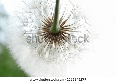 Dandelion on a white green background. Freedom to Wish. Abstract dandelion flower background. Seed macro closeup. Soft focus. Silhouette fluffy flower. Nature background with dandelion. Fragility