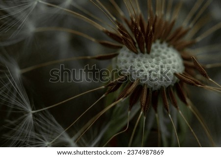 Dandelion Pappuses with Cypselas with Seed Head